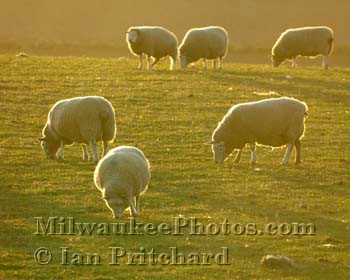Photograph of Sunset Sheep from www.MilwaukeePhotos.com (C) Ian Pritchard